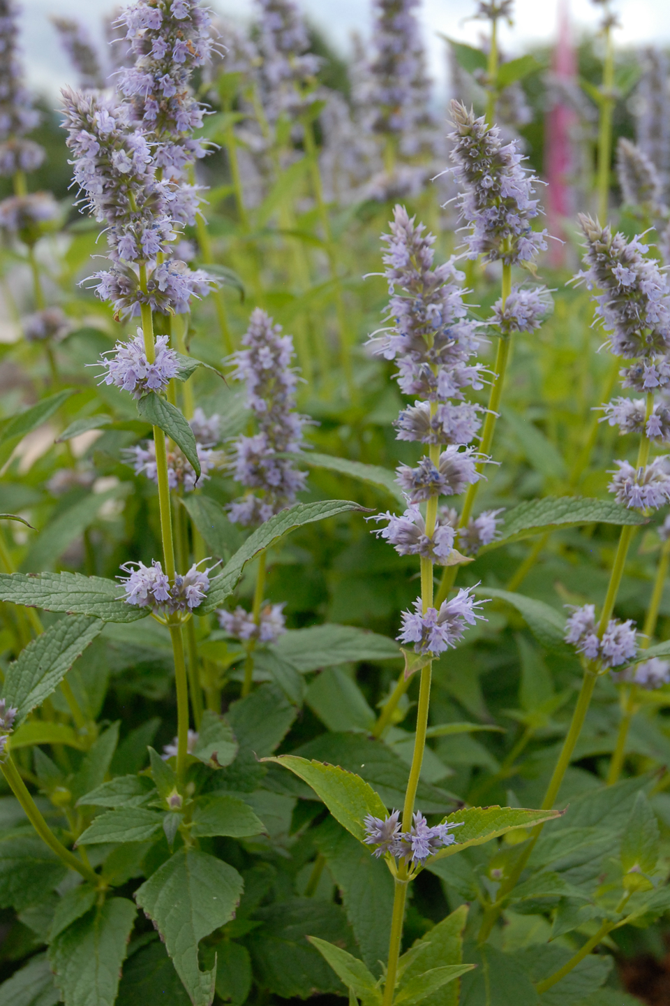 Blue Fortune Hyssop